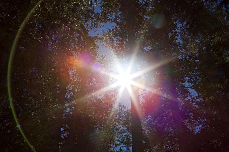 20170316_BC_Sun Burst Flare_Trees_1_JonResnick.jpg