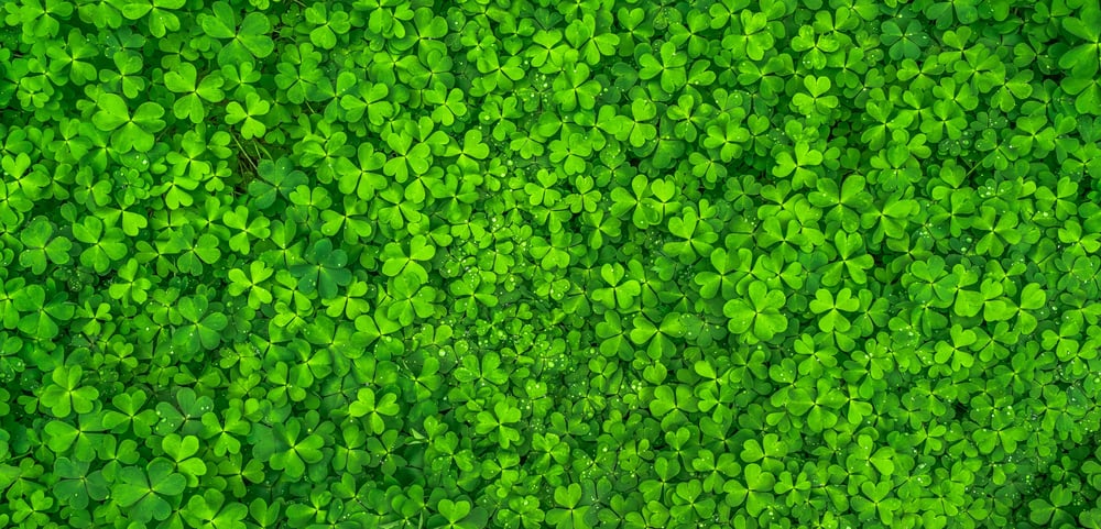 leaf-nature-green-spring-158780-1